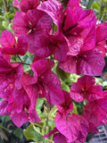 BOUGAINVILLEA MAHATMA GHANDI 20CM