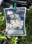 ROSE CLIMBING WEDDING DAY 20CM