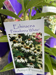 ECHINACEA PRIMADONNA WHITE 14CM