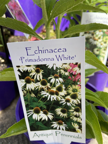 ECHINACEA PRIMADONNA WHITE 14CM