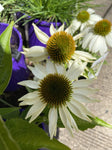 ECHINACEA PRIMADONNA WHITE 14CM