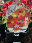 NEMESIA LITTLE 15CM