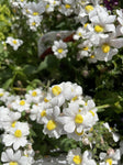 NEMESIA LITTLE 15CM