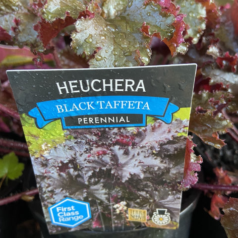 HEUCHERA BLACK TAFFETA 14CM