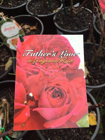 ROSA STANDARD FATHER'S LOVE 3FT 20CM