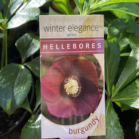 HELLEBORUS WINTER ELEGANCE BURGUNDY 14CM