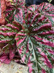 BEGONIA REX 13CM
