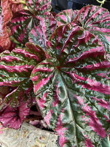 BEGONIA REX 13CM