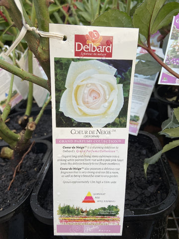 ROSE DELBARD COEUR DE NEIGE BARE ROOT