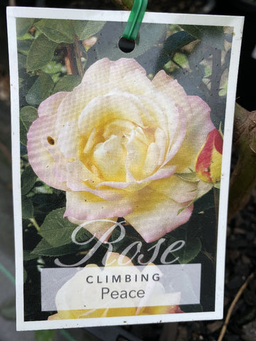 ROSE CLIMBING PEACE 20CM