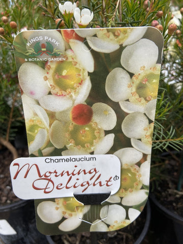CHAMELAUCIUM MORNING DELIGHT 14CM