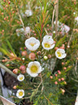 CHAMELAUCIUM MORNING DELIGHT 14CM