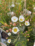 CHAMELAUCIUM MORNING DELIGHT 14CM