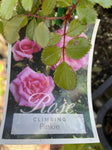 ROSA CLIMBING PINKIE 20CM