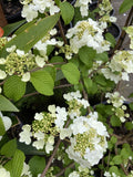 VIBURNUM SHASTA 30CM
