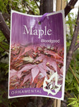 ACER BLOODGOOD 40CM