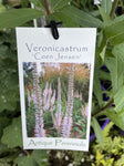 VERONICASTRUM COEN JENSEN 14CM