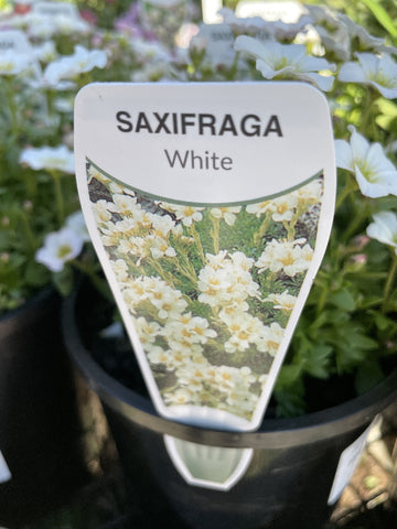 SAXIFRAGA WHITE 14CM