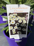 LEUCANTHEMUM DREAMS 14CM