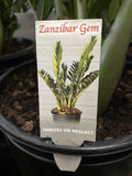 ZAMIOCULCAS ZAMIFOLIA 25CM