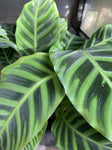 CALATHEA ZEBRINA 20CM