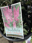 BUDDLEJA PINK DELIGHT 14CM