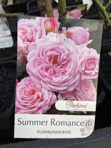 ROSE SUMMER ROMANCE BARE ROOT
