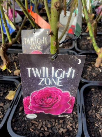 Rosa 'Twilight Zone