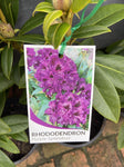RHODODENDRON PURPLE SPLENDOUR 352MM