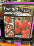 TOMATOES ADVANCED 10CM POTS
