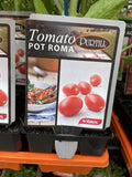 TOMATOES ADVANCED 10CM POTS