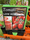 TOMATOES ADVANCED 10CM POTS