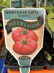 TOMATOES ADVANCED 10CM POTS