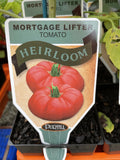 TOMATOES ADVANCED 10CM POTS