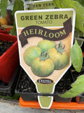 TOMATOES ADVANCED 10CM POTS