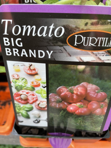TOMATOES ADVANCED 10CM POTS