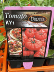 TOMATOES ADVANCED 10CM POTS