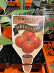 TOMATOES ADVANCED 10CM POTS
