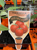 TOMATOES ADVANCED 10CM POTS