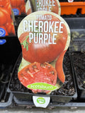 TOMATOES ADVANCED 10CM POTS
