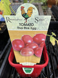 TOMATOES ADVANCED 10CM POTS