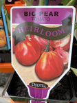 TOMATOES ADVANCED 10CM POTS