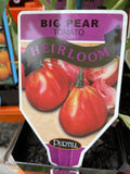 TOMATOES ADVANCED 10CM POTS