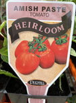 TOMATOES ADVANCED 10CM POTS