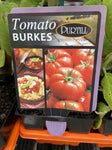 TOMATOES ADVANCED 10CM POTS