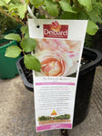 ROSA DELBARD LE VIEN EN 20CM