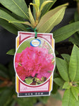 RHODODENDRON OUR GEM 20CM