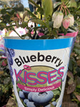 BLUEBERRY KISSES 14CM