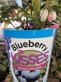 BLUEBERRY KISSES 14CM