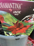 MANDEVILLEA DIAMANTINA JADE RED 20CM